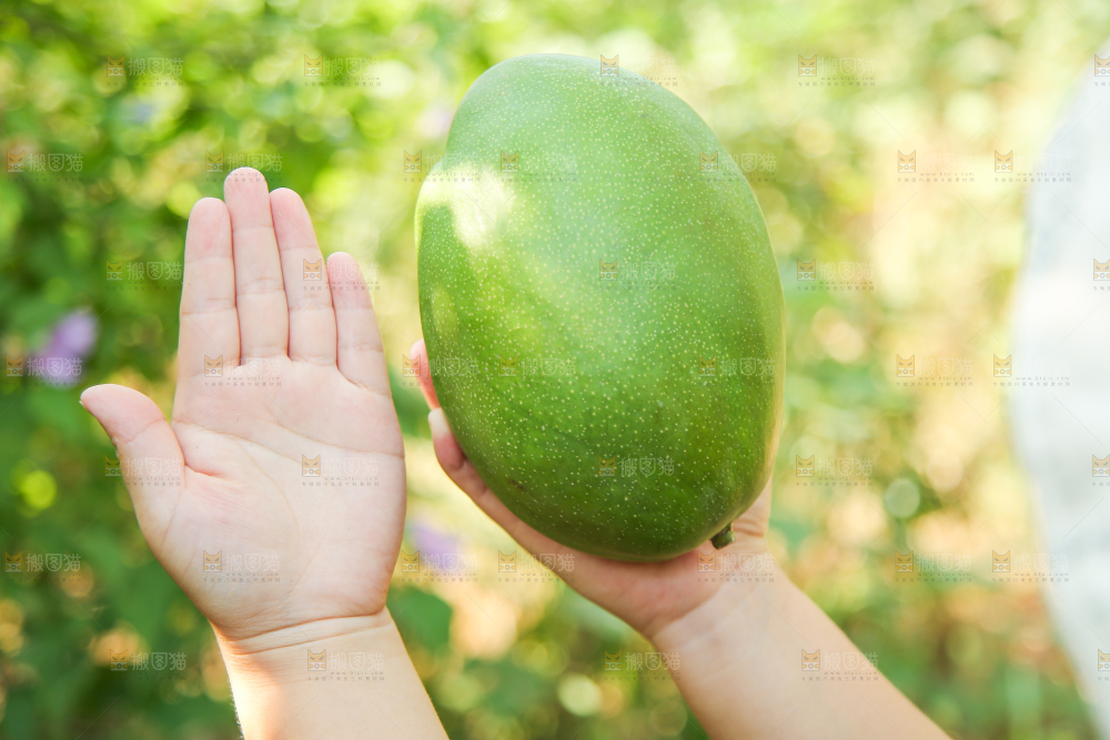 手里拿着凯特大青芒