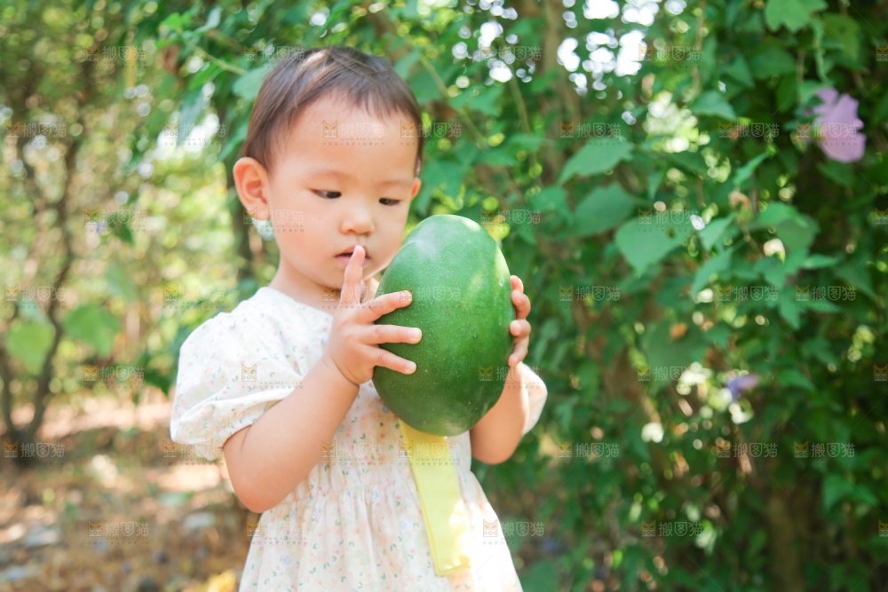 小孩手里拿着青皮凯特芒