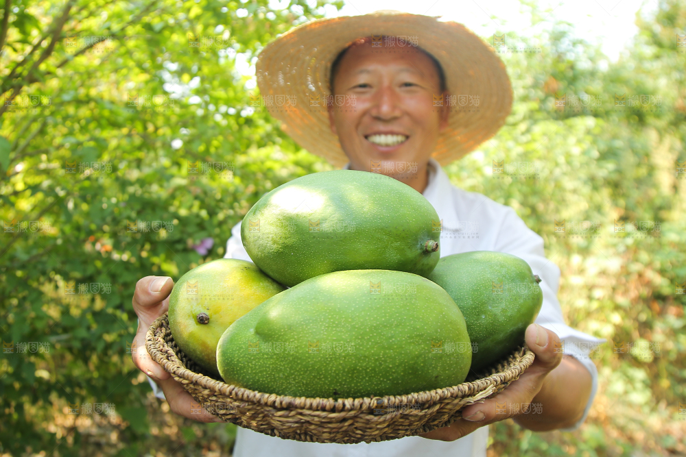 农民手里拿着一篮凯特芒