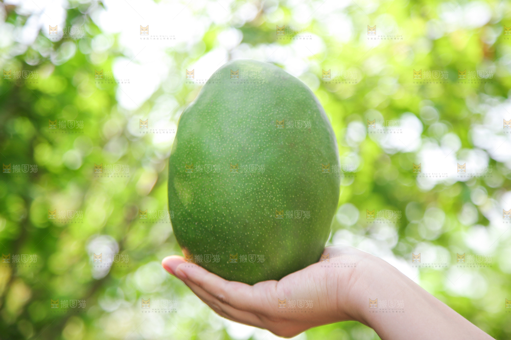 手里拿着凯特芒果