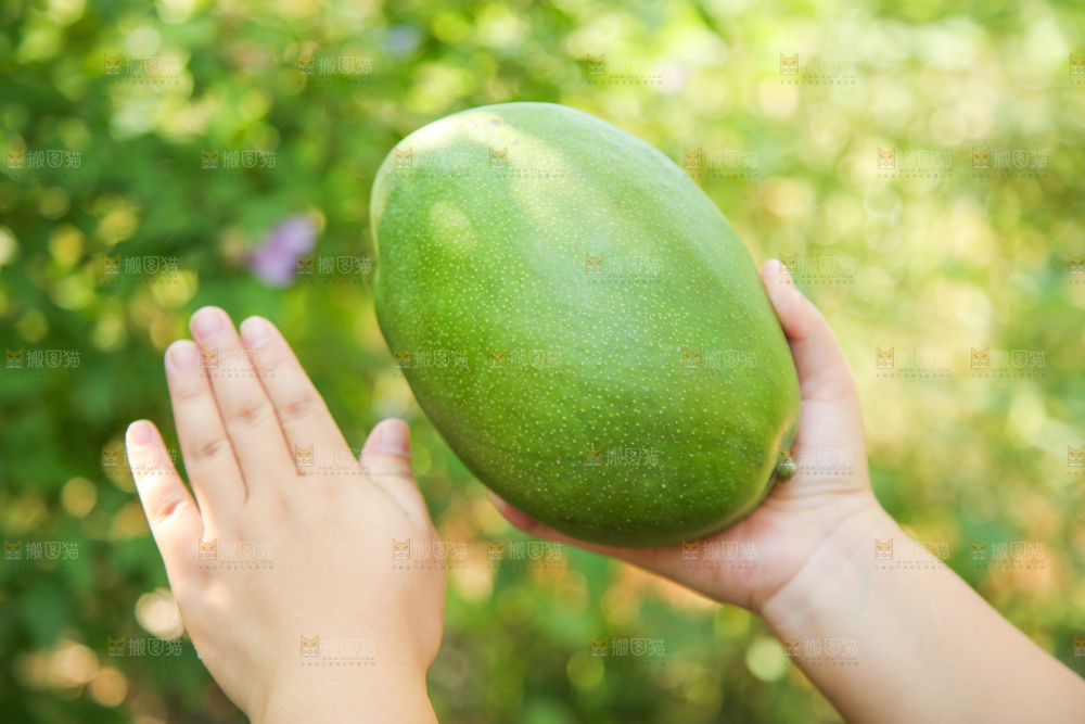 手里拿着凯特大青芒