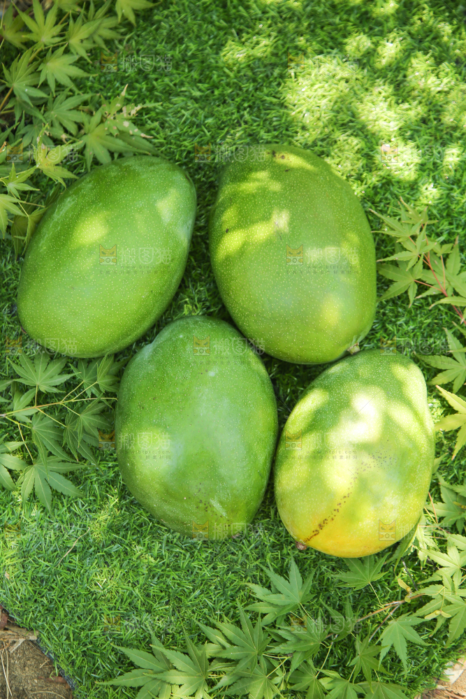 草地上放着凯特芒果