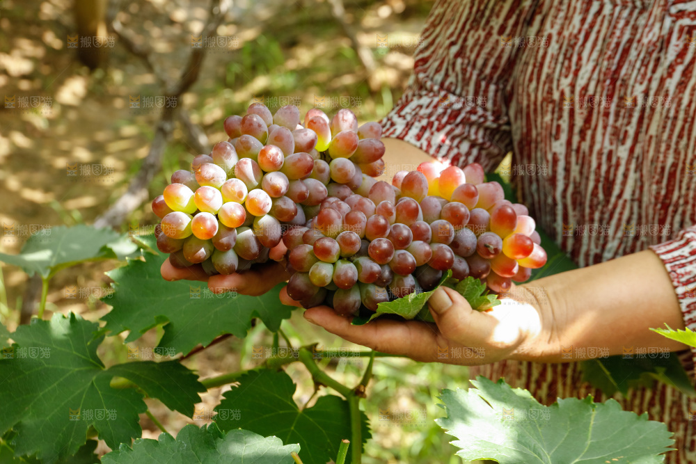 手里拿着茉莉香葡萄
