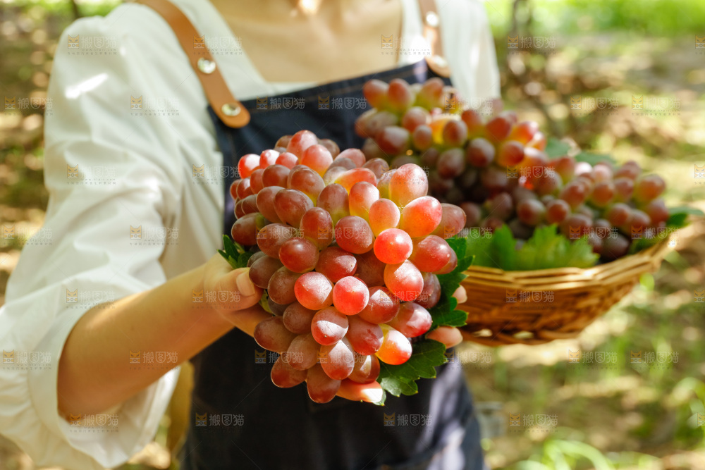 手里拿着茉莉香葡萄