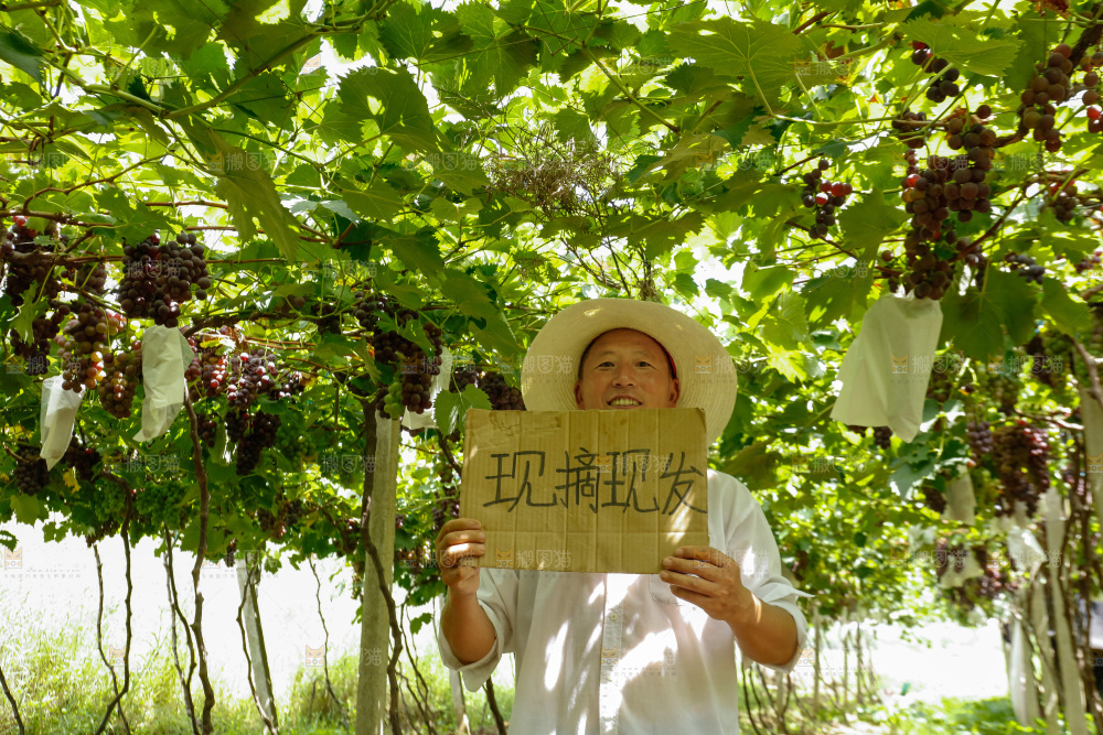 农民站在葡萄藤下