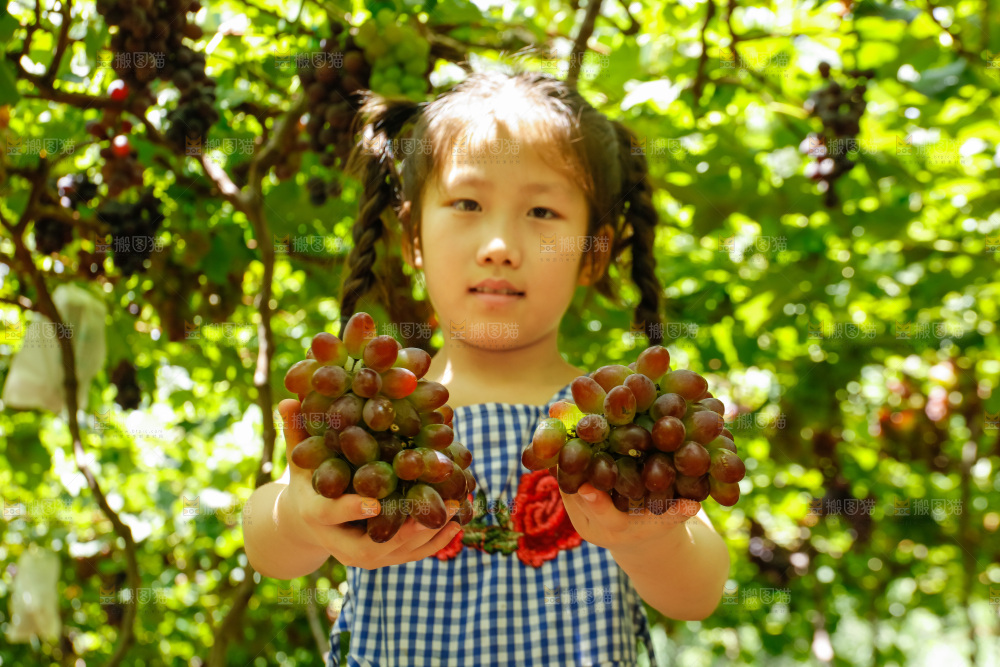 女孩手里拿着茉莉香提子