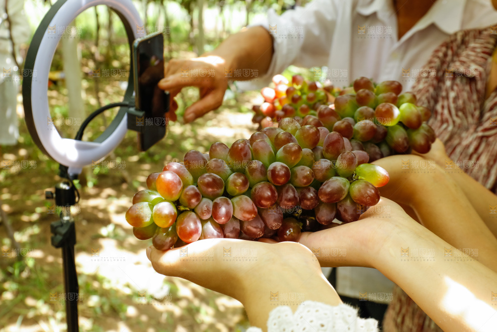 手里拿着茉莉香葡萄