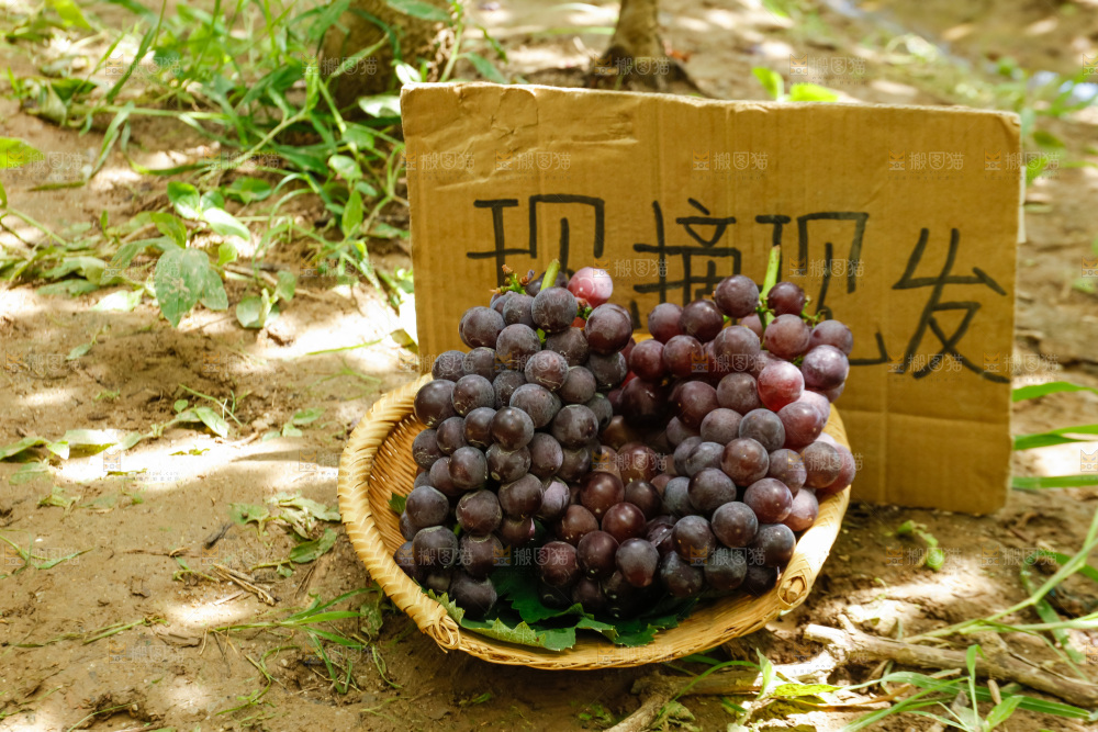 筐子里的新鲜葡萄