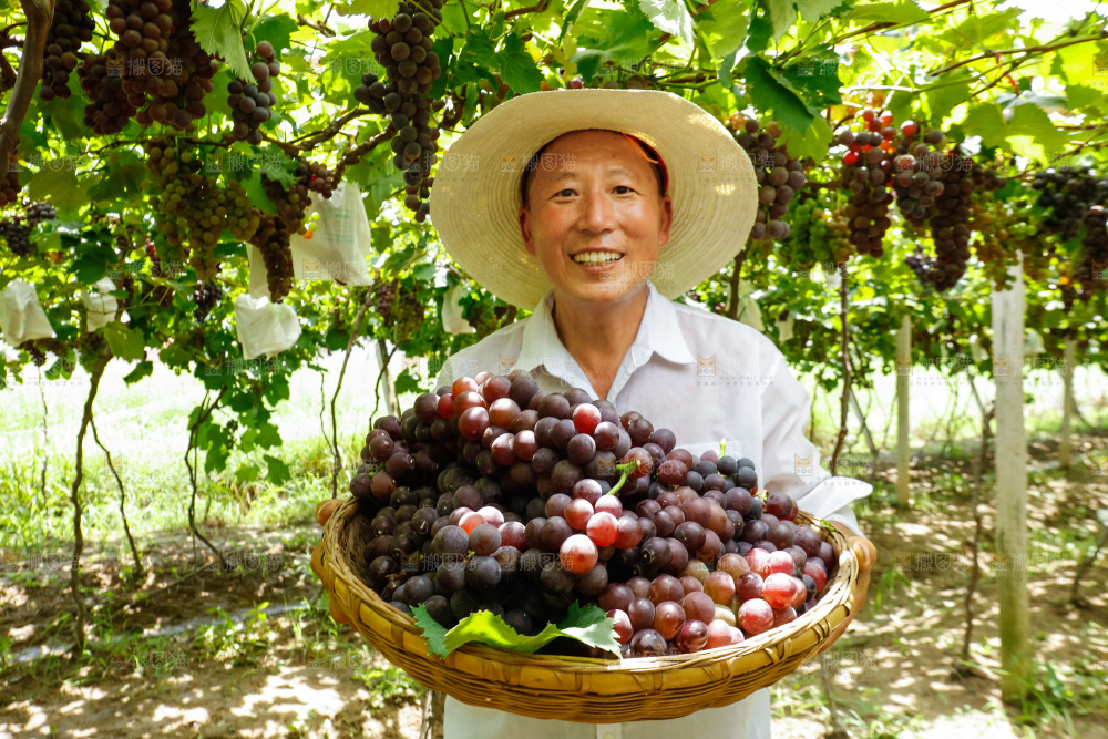 农民拿着一篮巨峰葡萄
