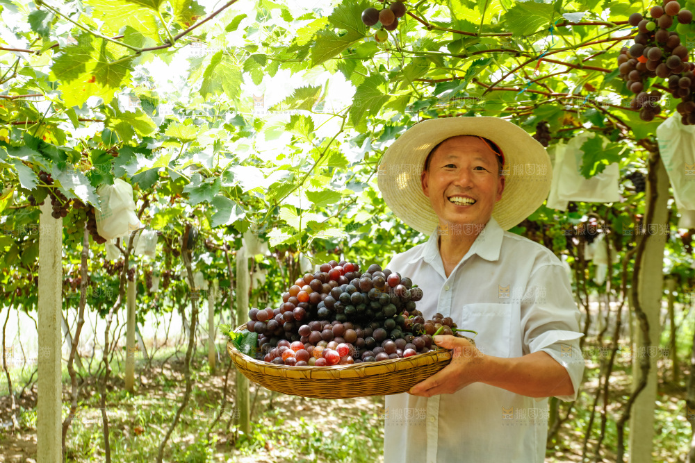农民拿着一篮巨峰葡萄