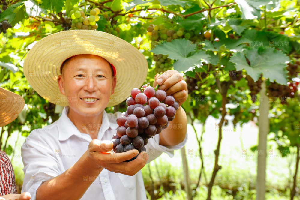 农民手里拿着大串葡萄