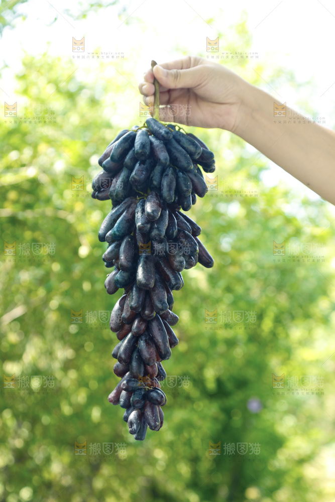 手里拿着一串蓝宝石葡萄