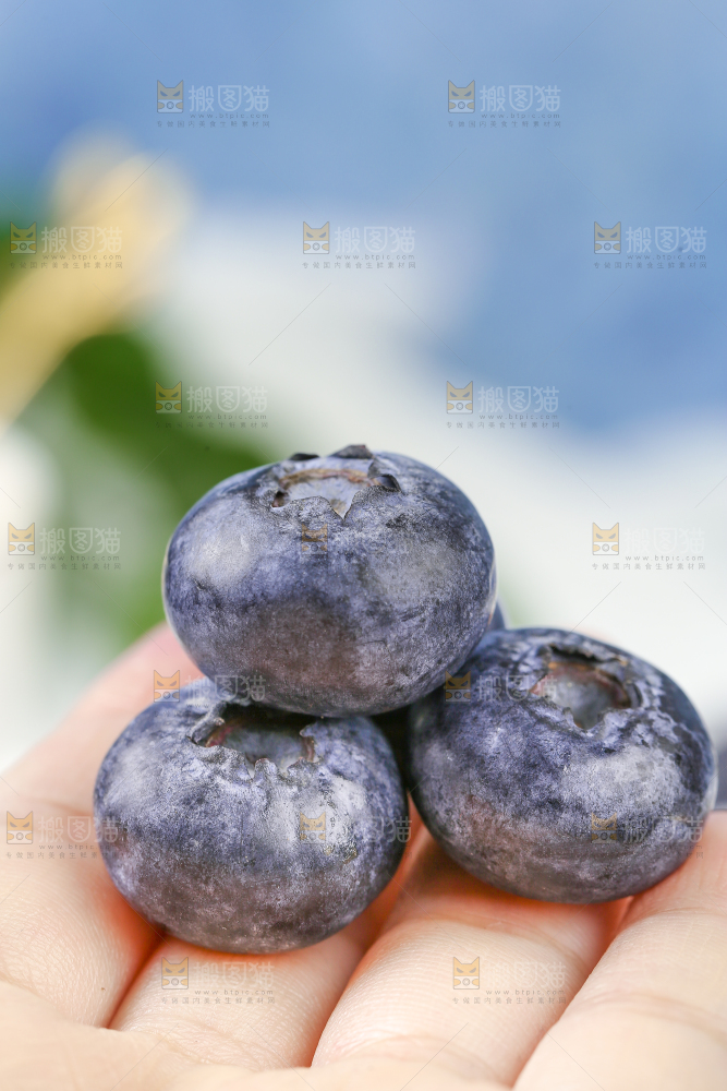 手上放着新鲜大蓝莓