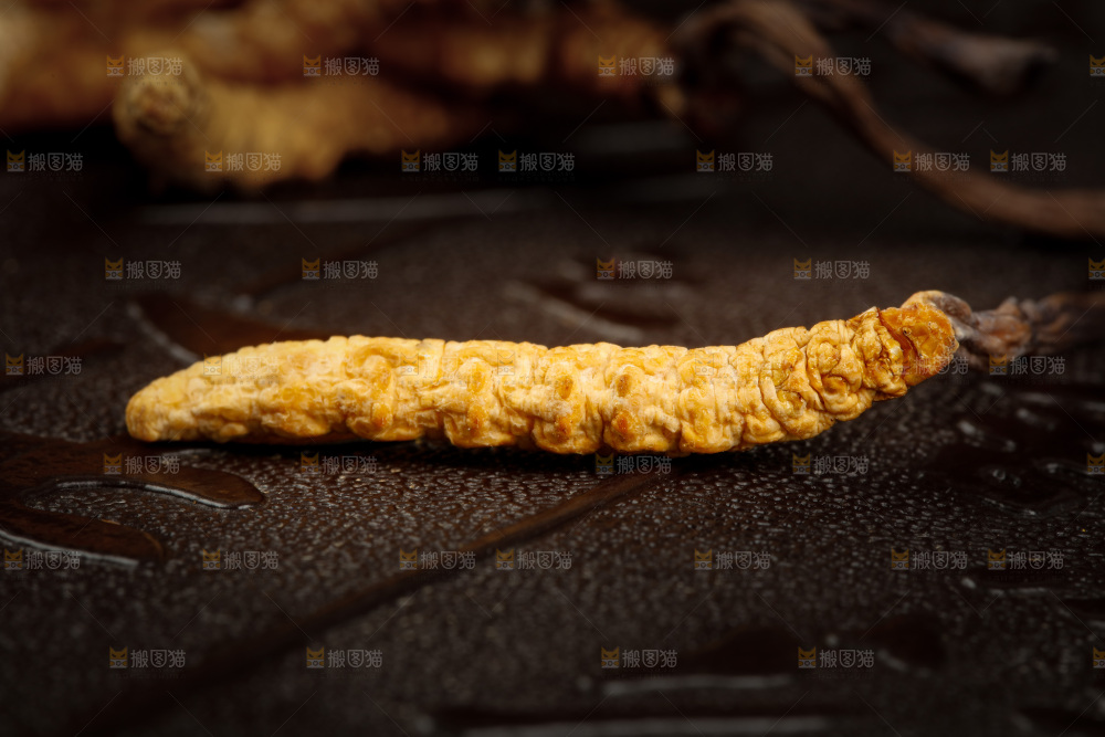深底上摆放着虫草
