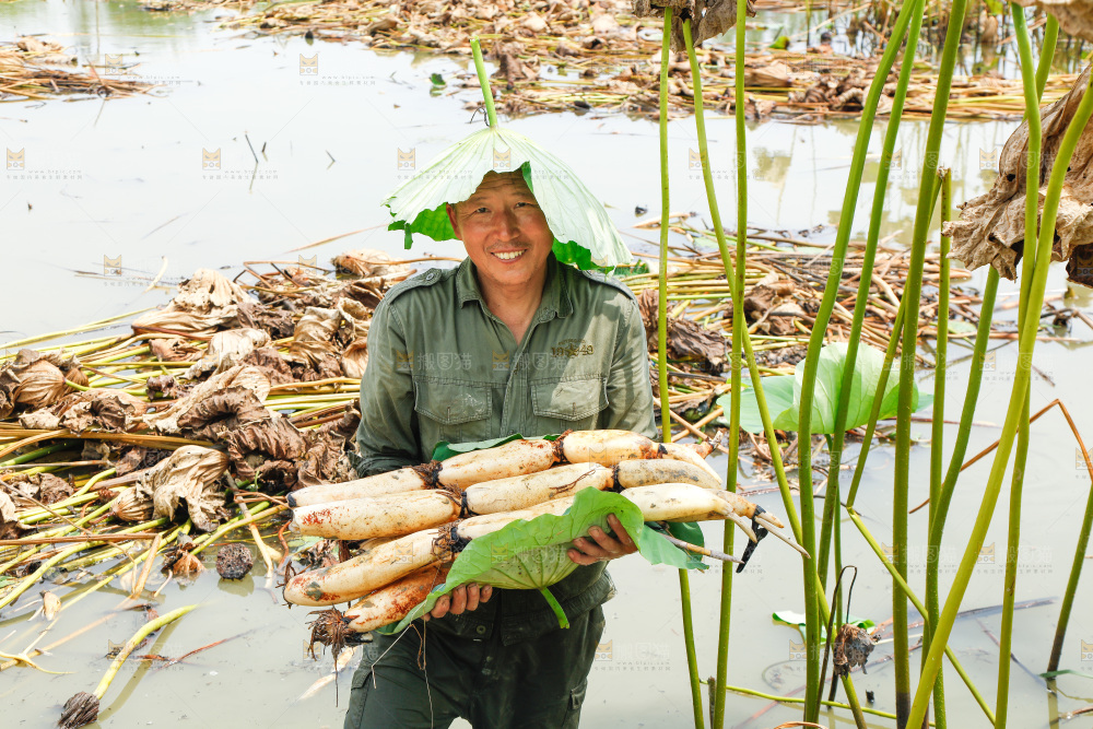 农民手里抱着新鲜莲藕