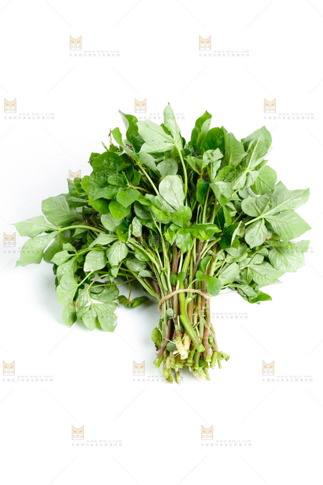 一把新鲜白花菜