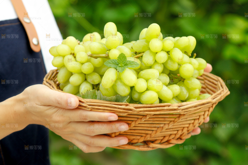 手里端着一篮新疆无核白葡萄