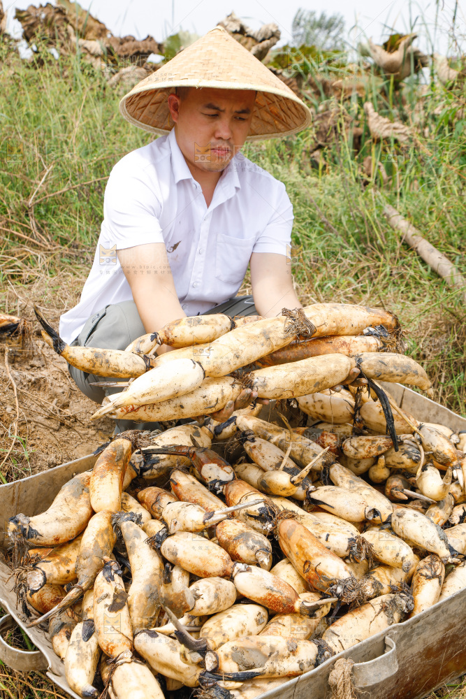 手里抱着洪湖莲藕