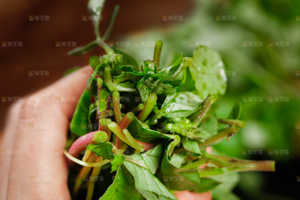 手里拿着一把白花菜