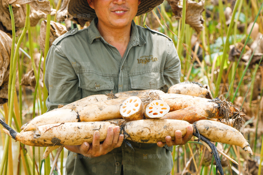 手里抱着洪湖莲藕