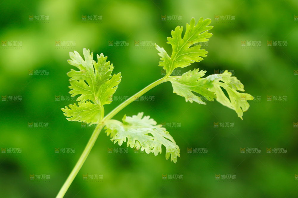 香菜叶子