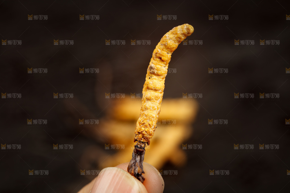 手里拿着冬虫夏草