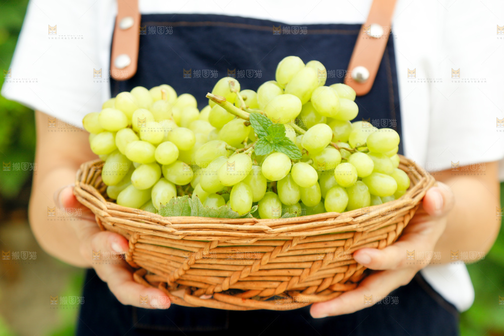 手里端着一篮新疆无核白葡萄