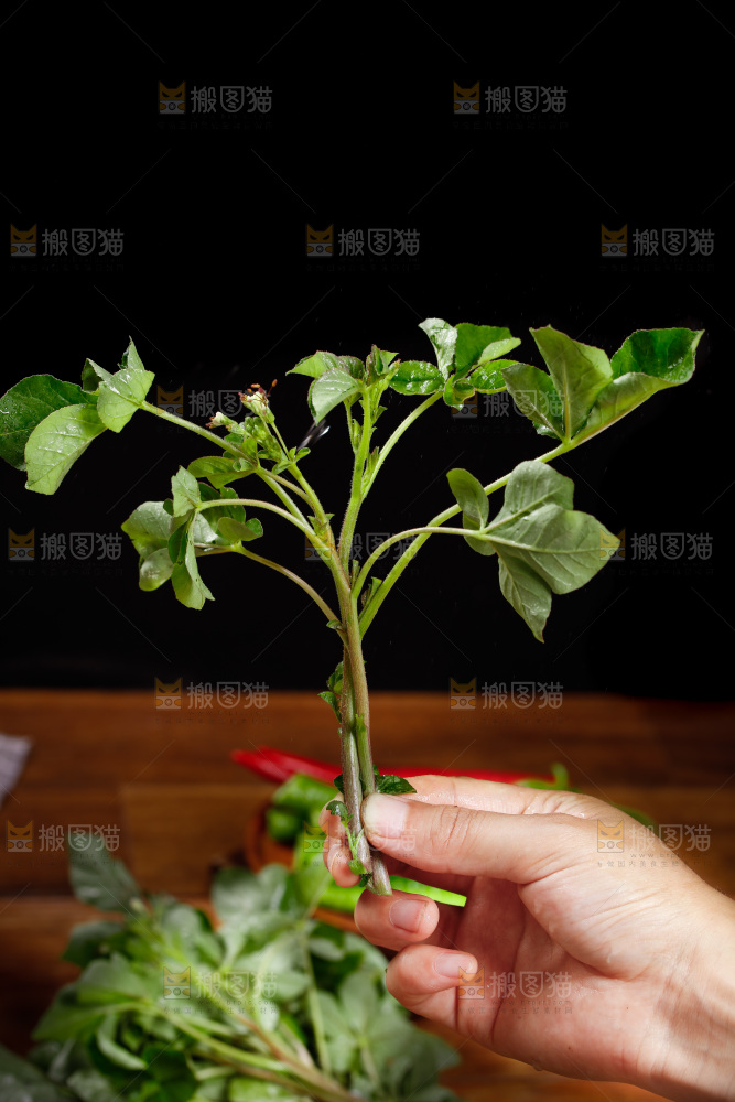 手里拿着羊角菜