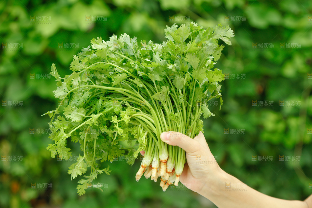 手里拿着香菜