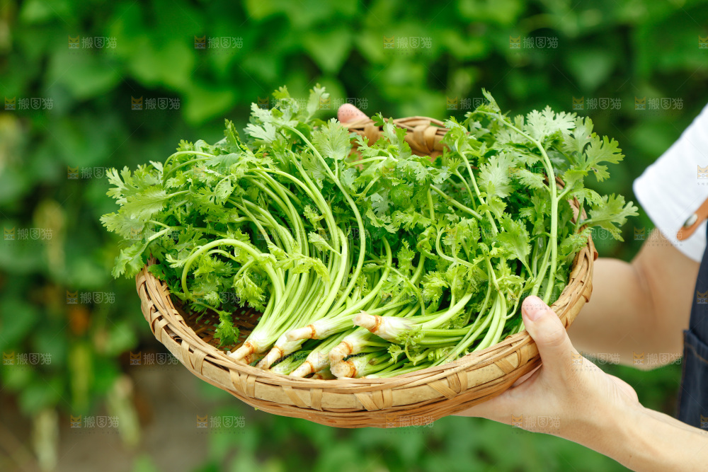 手里端着一篮四季香菜