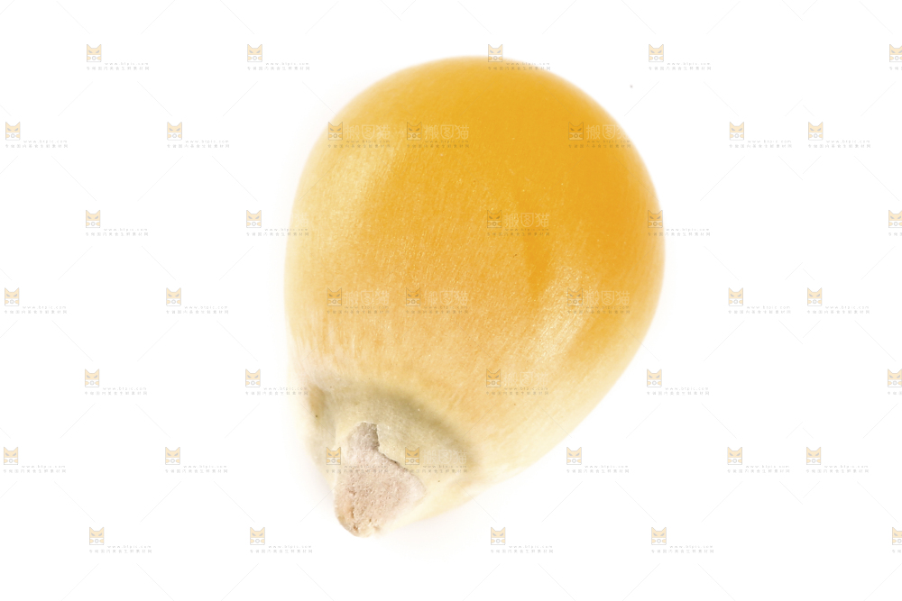 白底上的玉米粒