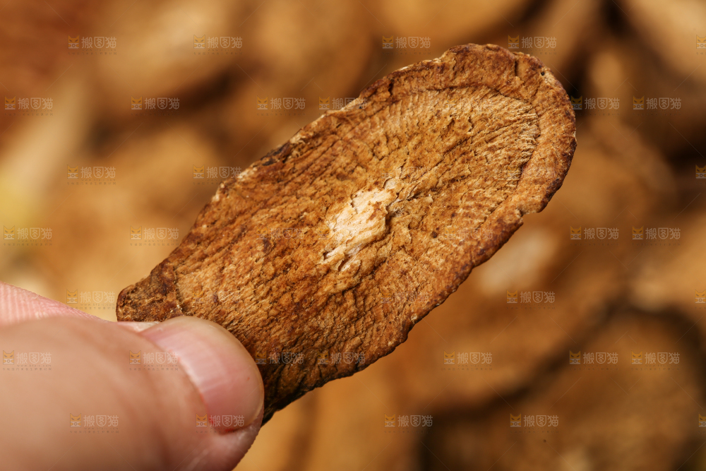 手里拿着牛蒡根