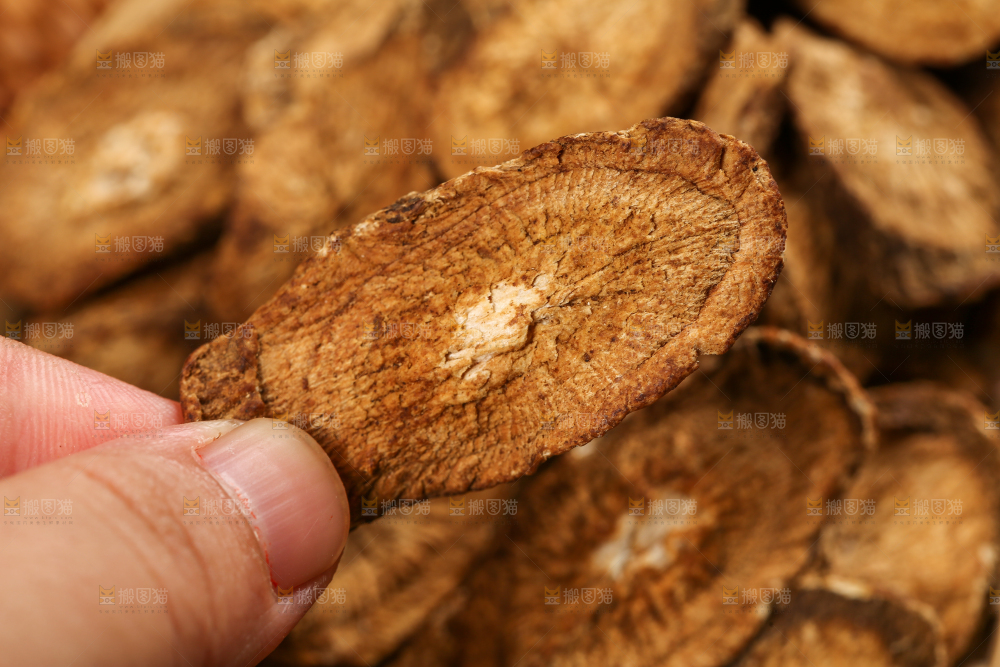 手里拿着牛蒡根