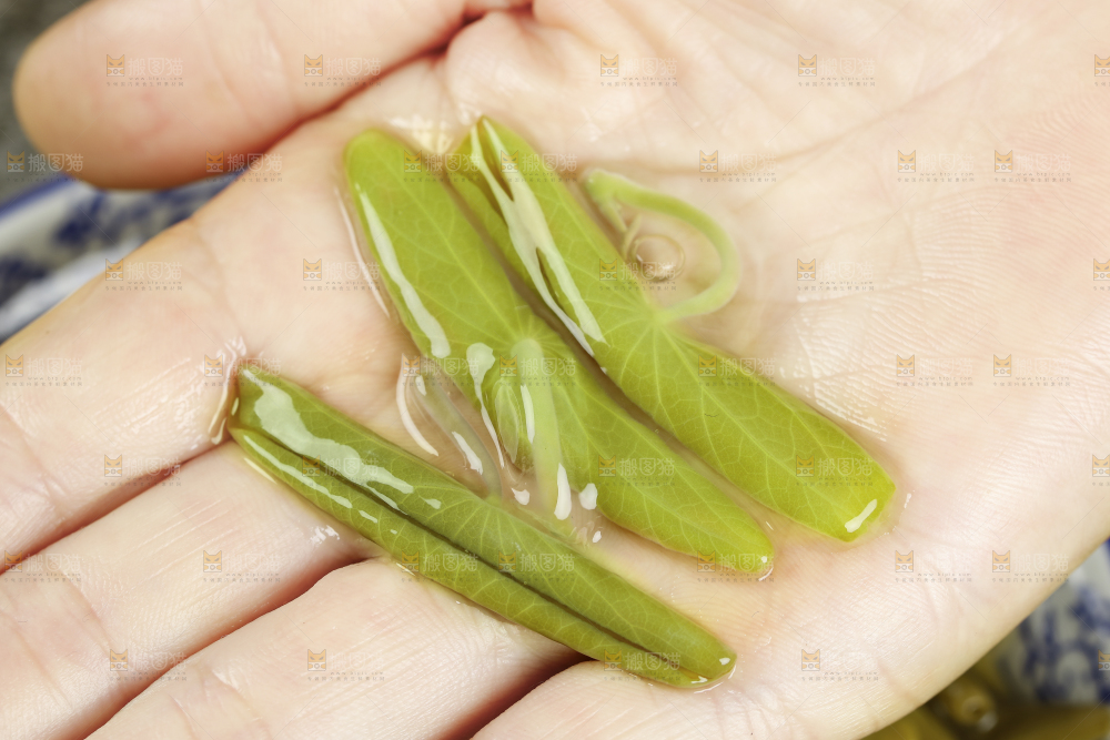 手里的马蹄菜