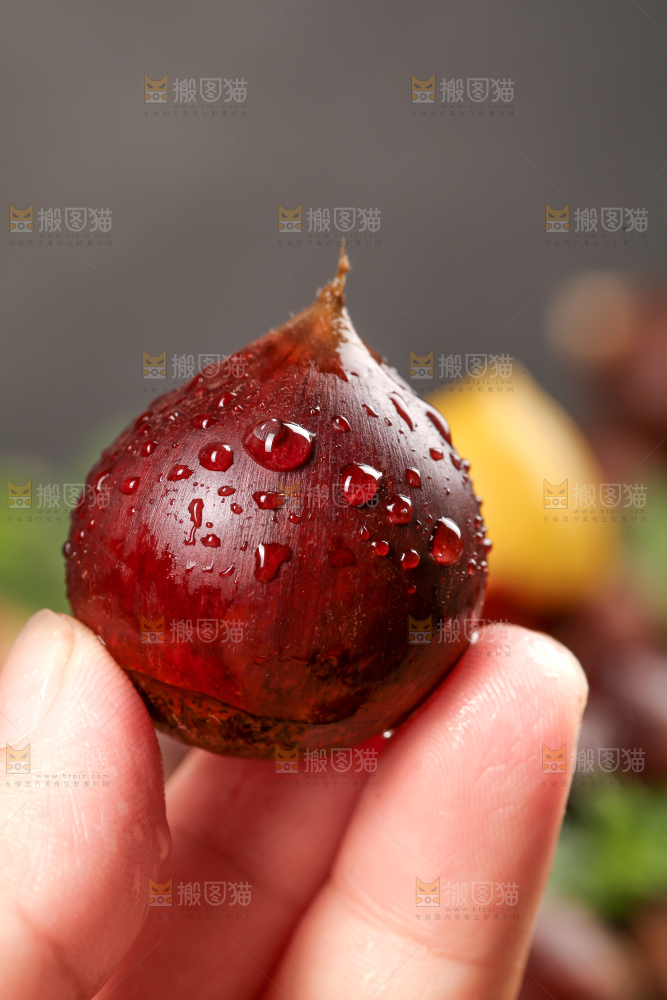 手里拿着锥栗