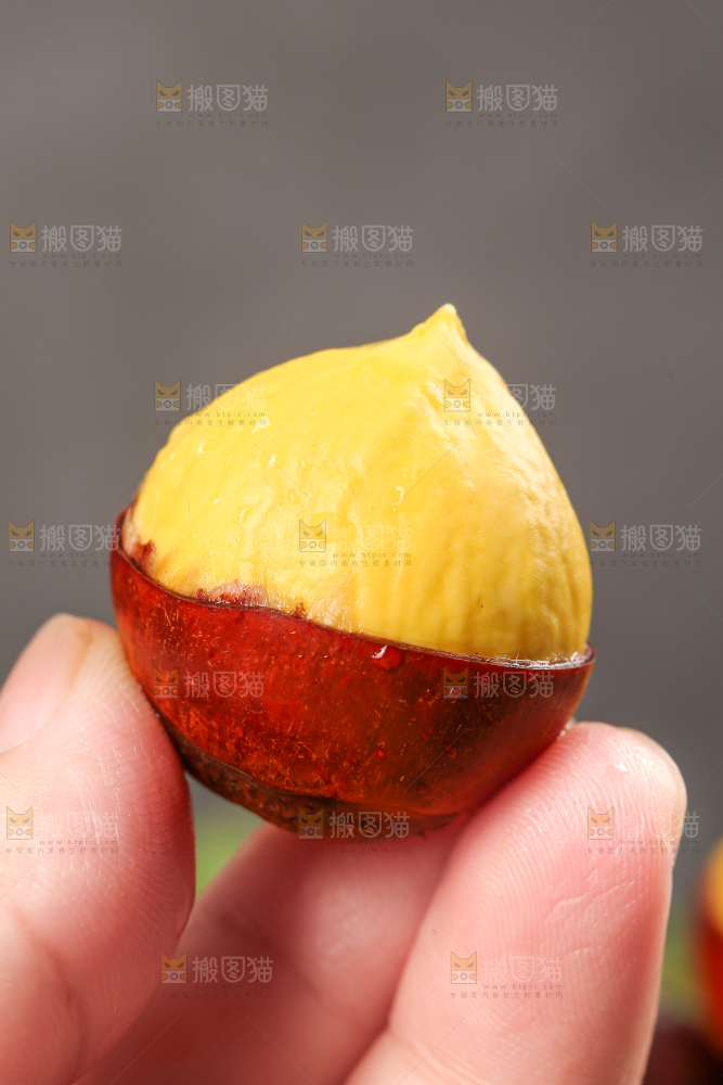 手里拿着锥栗