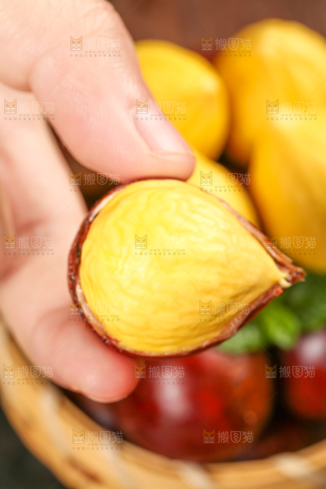 手拿着锥栗仁