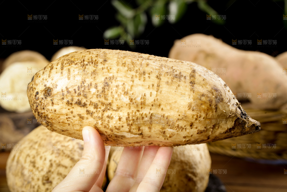 手里拿着甜薯