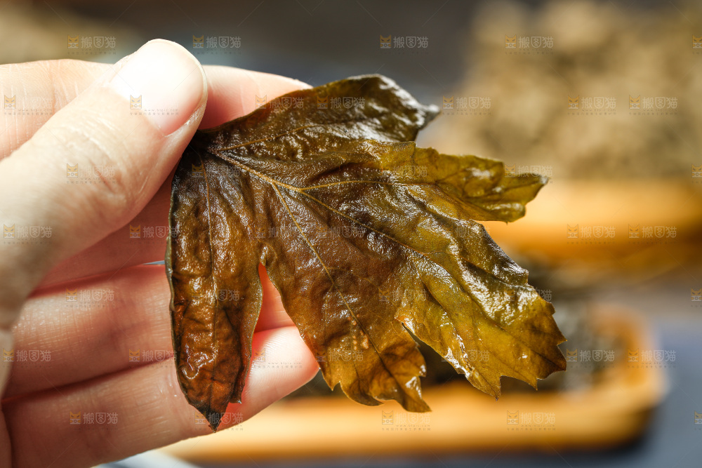 手里拿着艾草叶