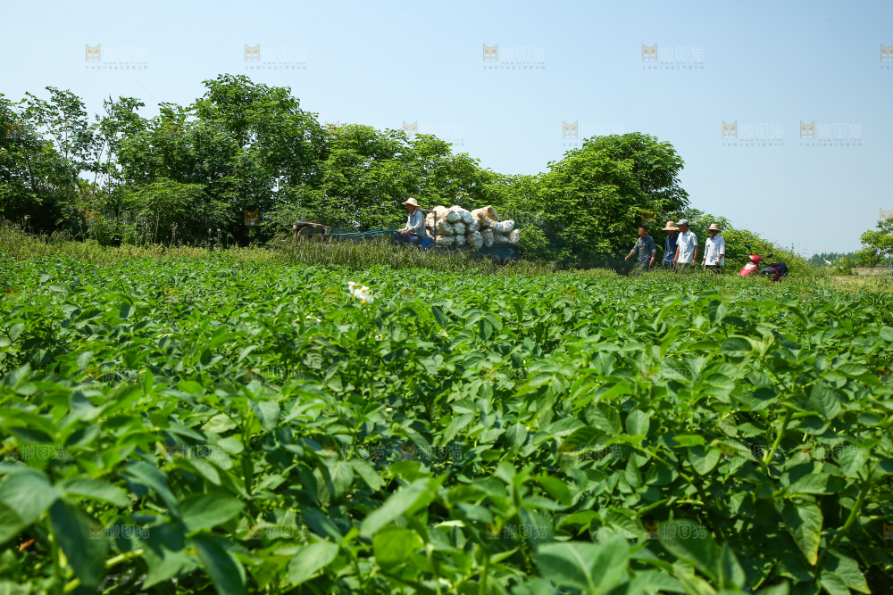 农民正在收土豆
