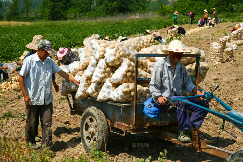 农民正在运输土豆