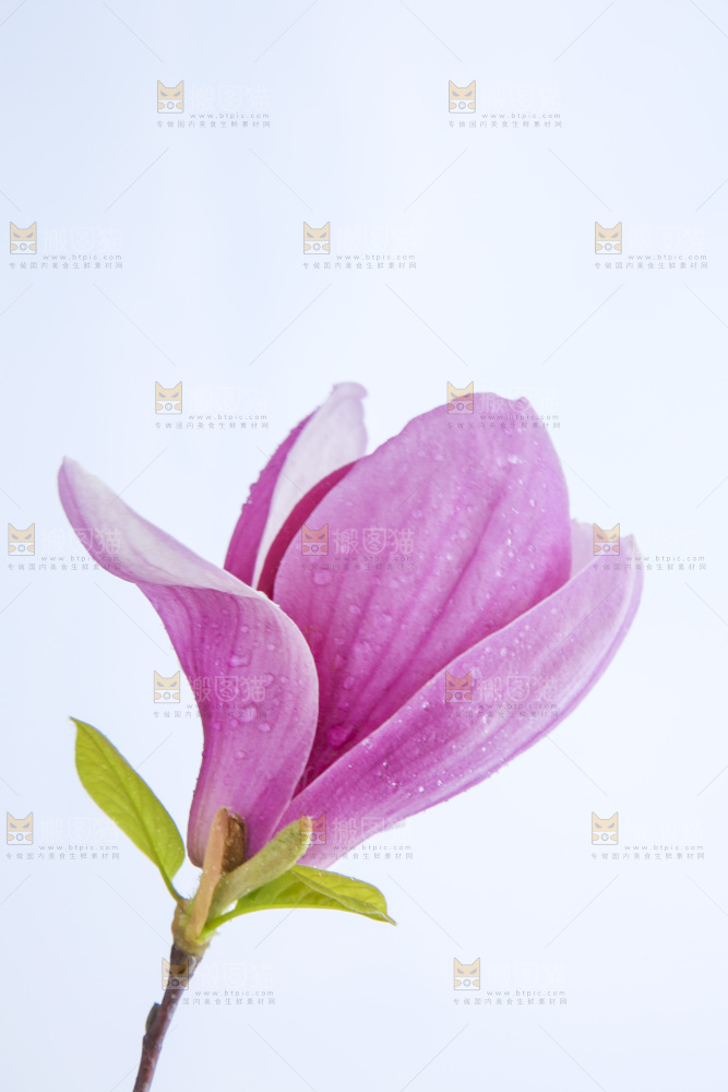 户外的玉兰花