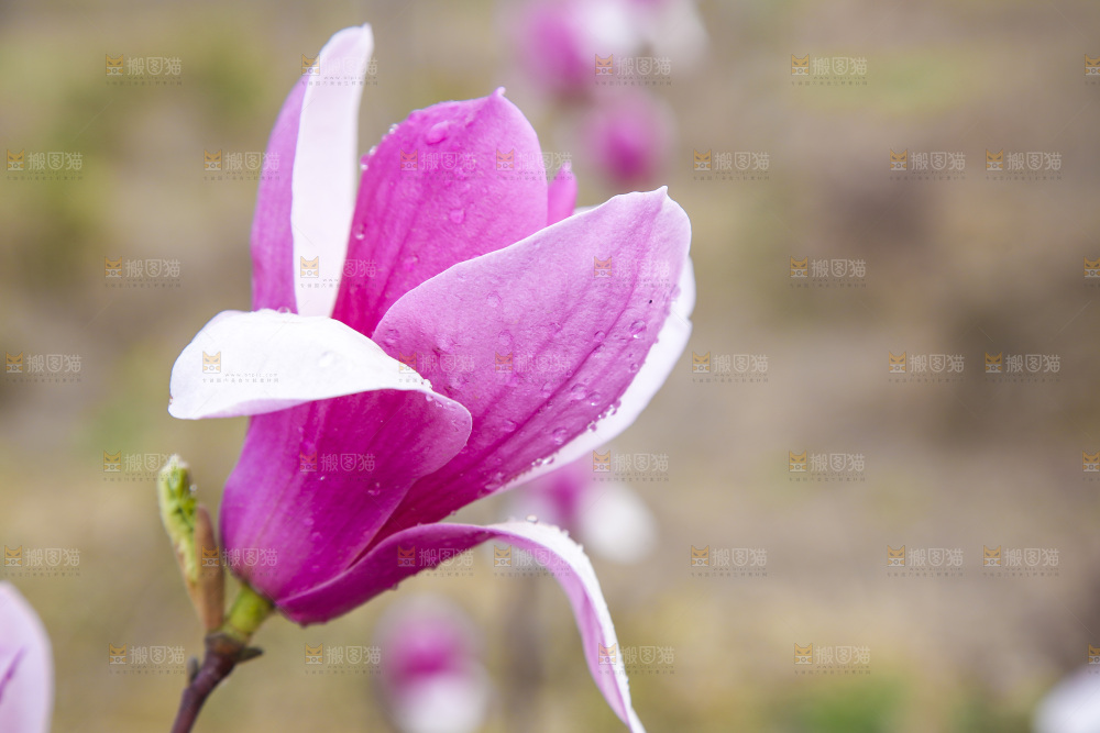 户外的玉兰花