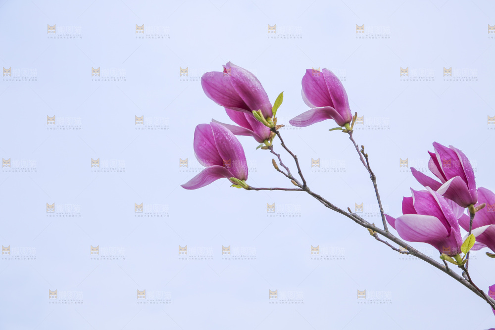 户外的玉兰花