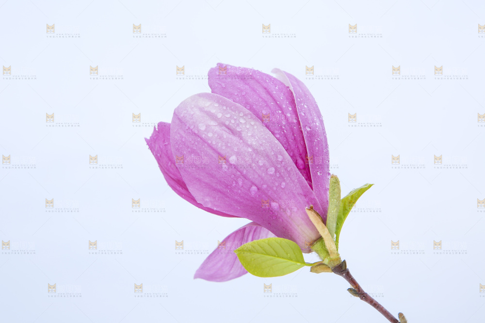 户外的玉兰花
