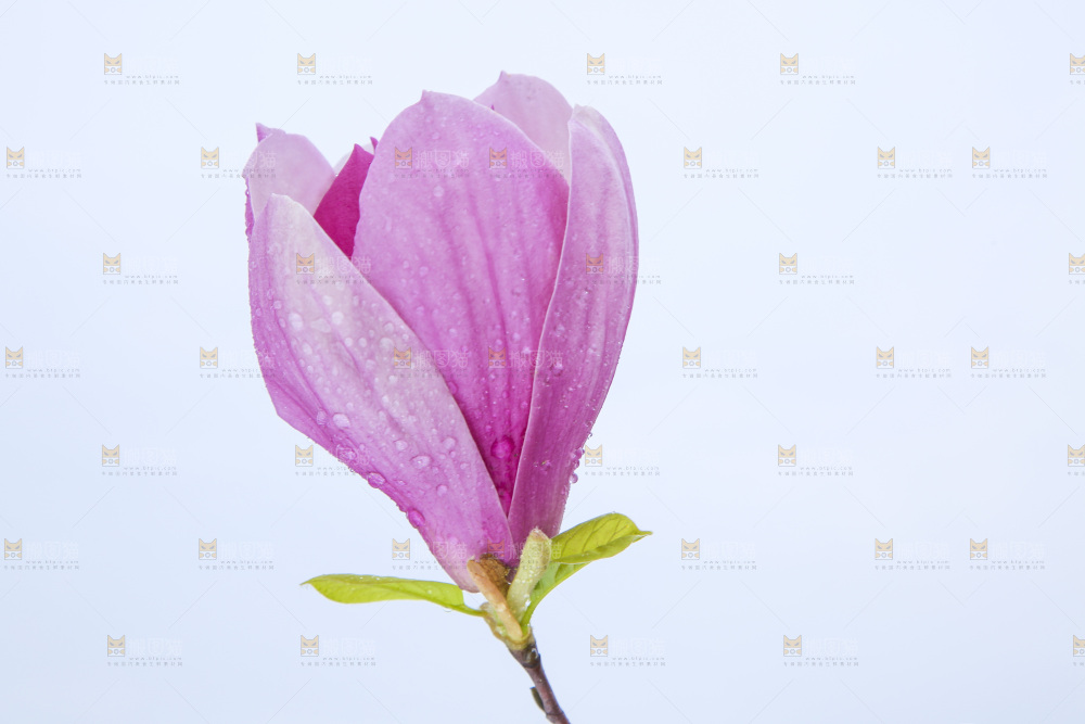 户外的玉兰花