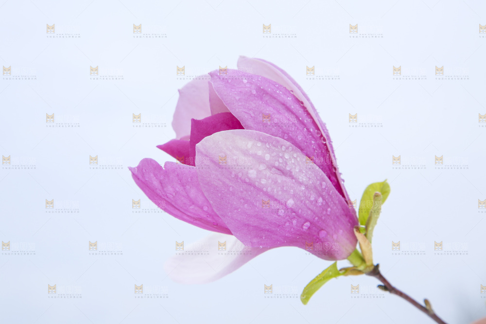 户外的玉兰花