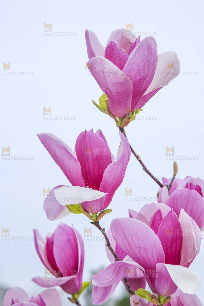 户外的玉兰花