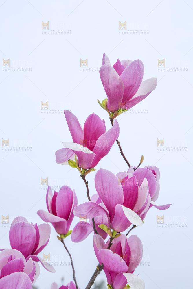 户外的玉兰花