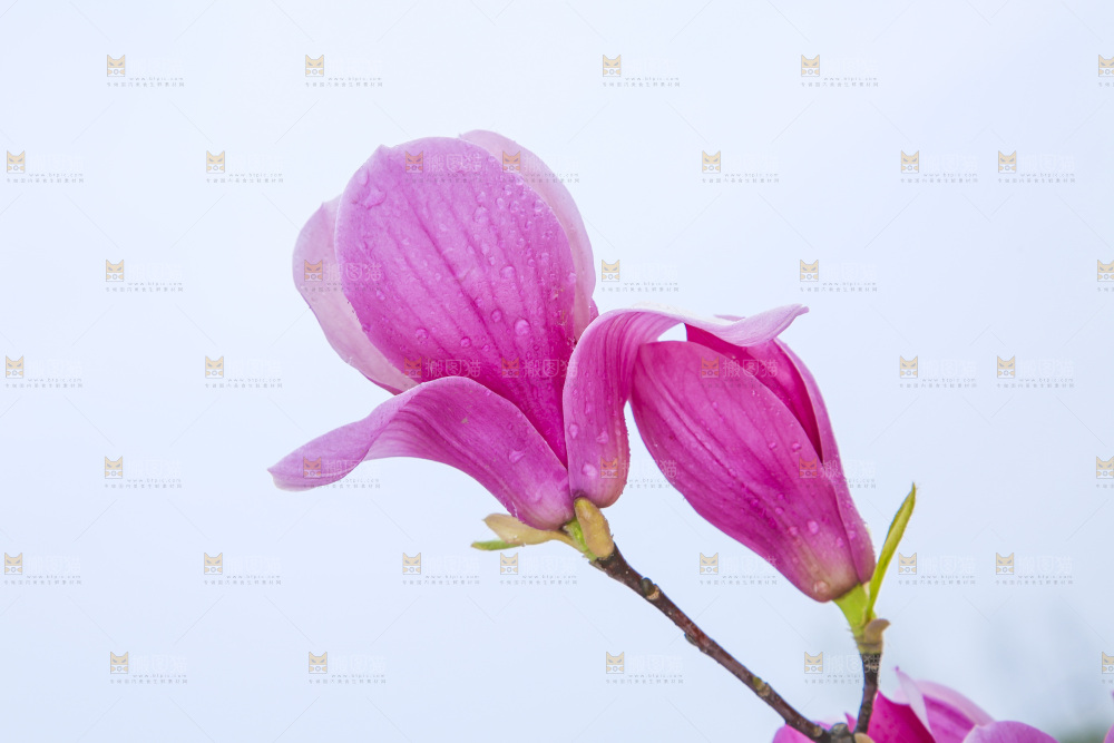 户外的玉兰花